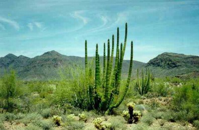 Sonoran Desert