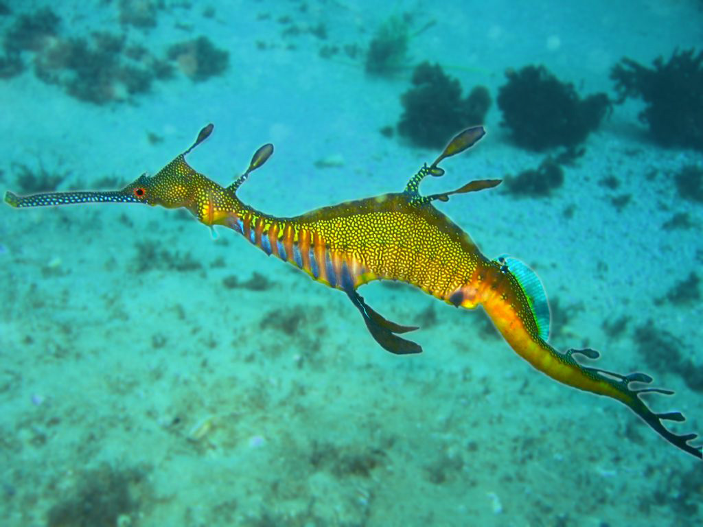 Aquatic-Marine Dragon