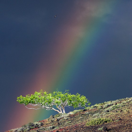 Rainbow over lonely fig tree
