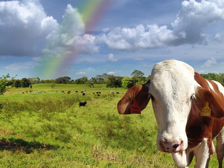 Rainbow and Cow