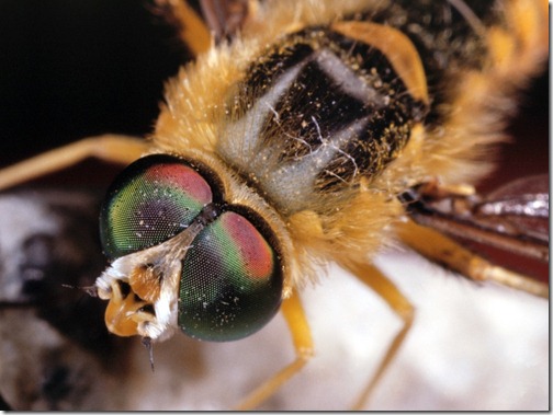 Bees - Ten Most Dangerous Insects