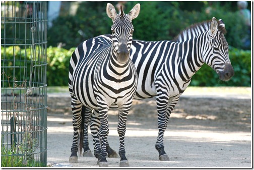 Berlin - Ten Best Zoos