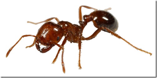 Fire Ants - Ten Most Dangerous Insects