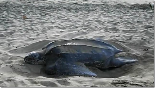 Leatherback Turtle - Ten Endangered Species of the World