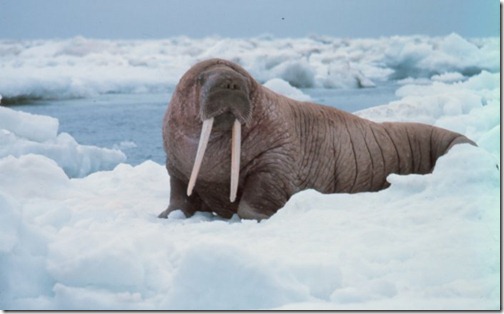 Pacific Walrus - Ten Endangered Species of the World