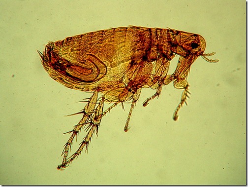 Rat Fleas - Ten Most Dangerous Insects