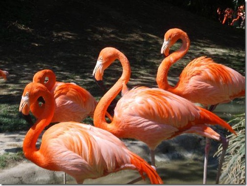 Schonbrunner Zoo - Ten Best Zoos