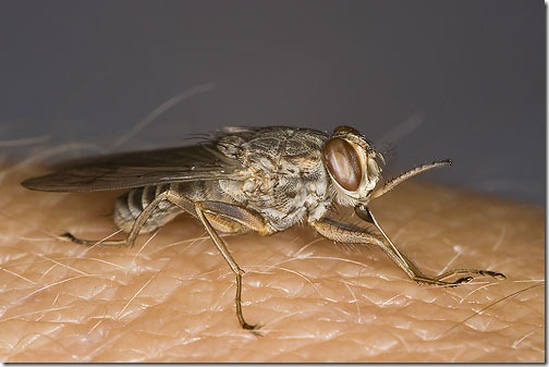 Tse Tse Fly - Ten Most Dangerous Insects