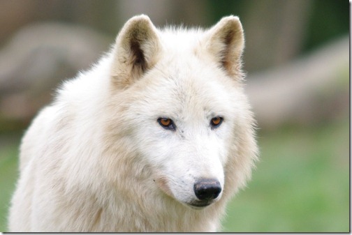 Arctic Wolf - Ten Most Beautiful Animals