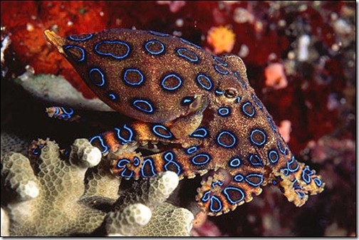 Blue-Ringed Octopus - Ten Most Dangerous Animals