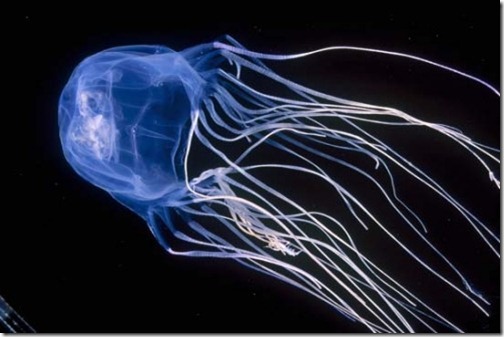 Box Jellyfish - Ten Most Dangerous Animals