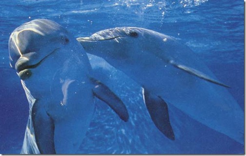 Dolphin - Ten Most Beautiful Animals