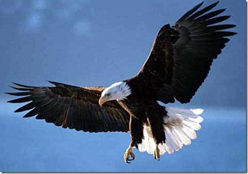 Eagle - Ten Most Beautiful Animals
