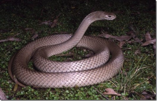 Pseudonaja textilis
