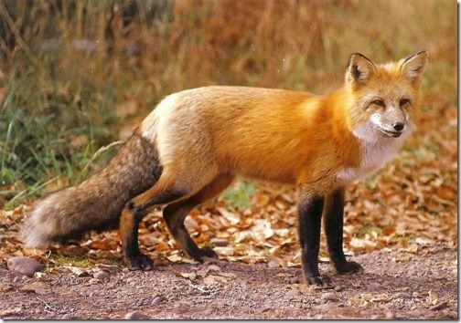 Fox - Ten Most Beautiful Animals