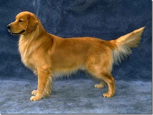 Golden Retriever - Top Ten Friendly Dogs