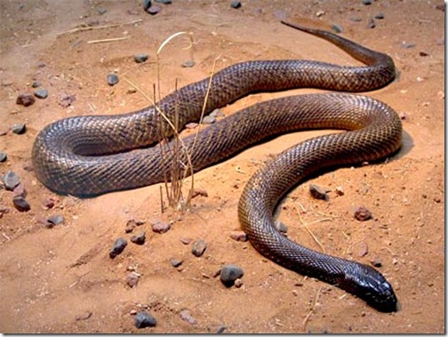 Inland Taipan - Ten Most Dangerous Animals