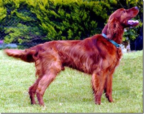 Irish Setter - Top Ten Friendly Dogs