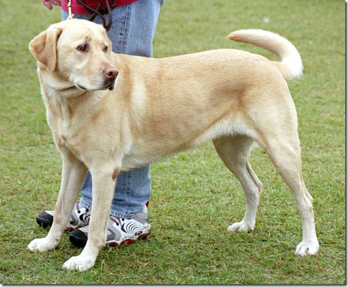 Lab Retriever - Top Ten Friendly Dogs