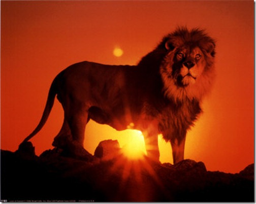 Lion - Ten Most Beautiful Animals