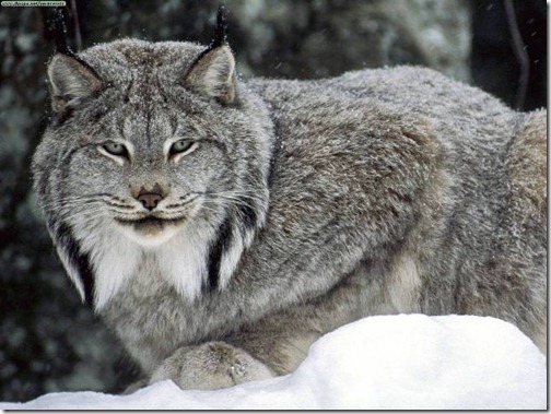 Lynx - Ten Most Beautiful Animals