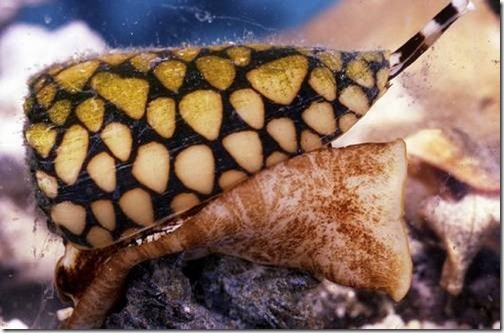 Marbled Cone Snail - Ten Most Dangerous Animals