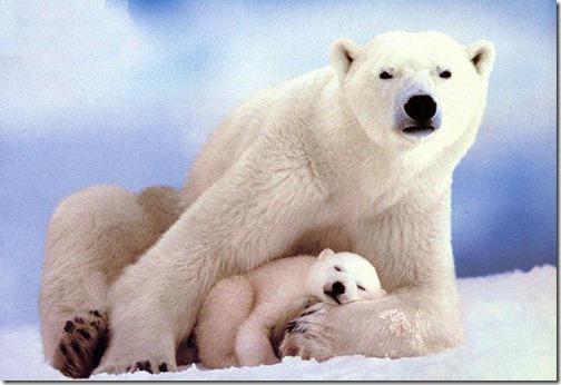 Polar Bear - Ten Most Beautiful Animals