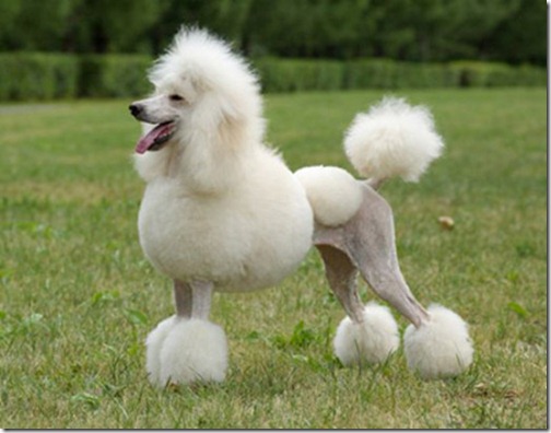 Poodle - Top Ten Friendly Dogs