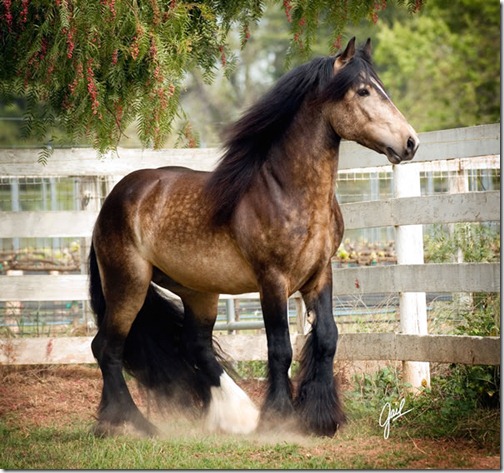 Stallion - Ten Most Beautiful Animals
