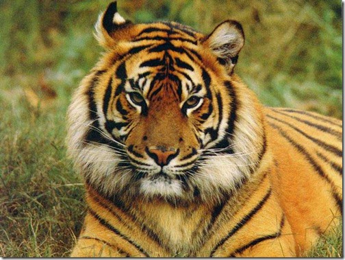 Tiger - Ten Most Beautiful Animals