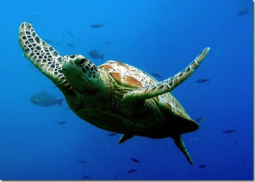 Turtle - Ten Most Beautiful Animals