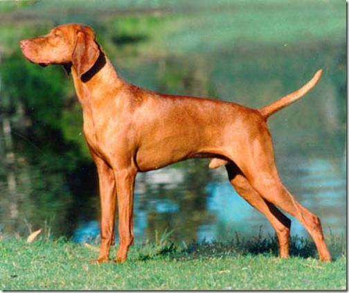 Vizsla - Top Ten Friendly Dogs