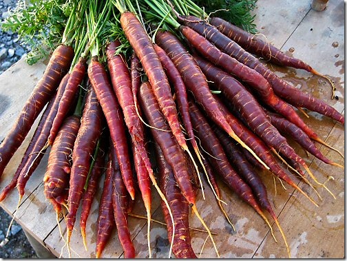 Purple Carrots - Ten Amazing Food Facts