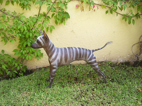 Xoloitzcuintli