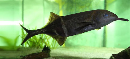 Elephant Nose Fish