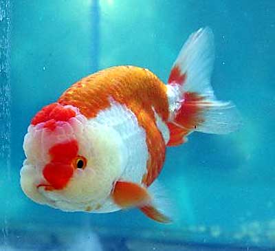 Ranchu Goldfish