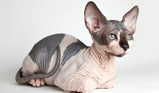 Sphynx
