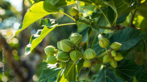 Some jatropha fruits keep a light color like green.